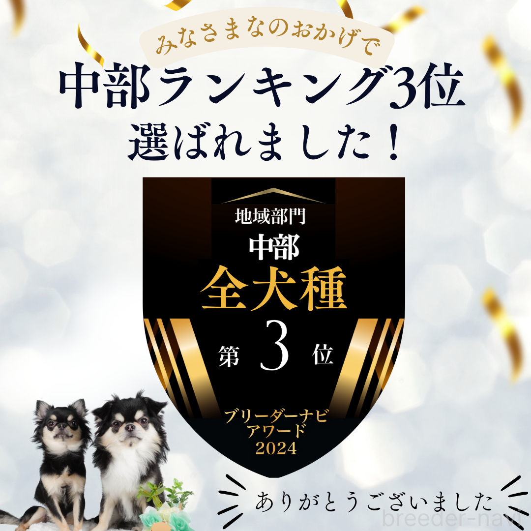 成約済の静岡県のマルプー:マルチーズ×トイプードル-379289の4枚目